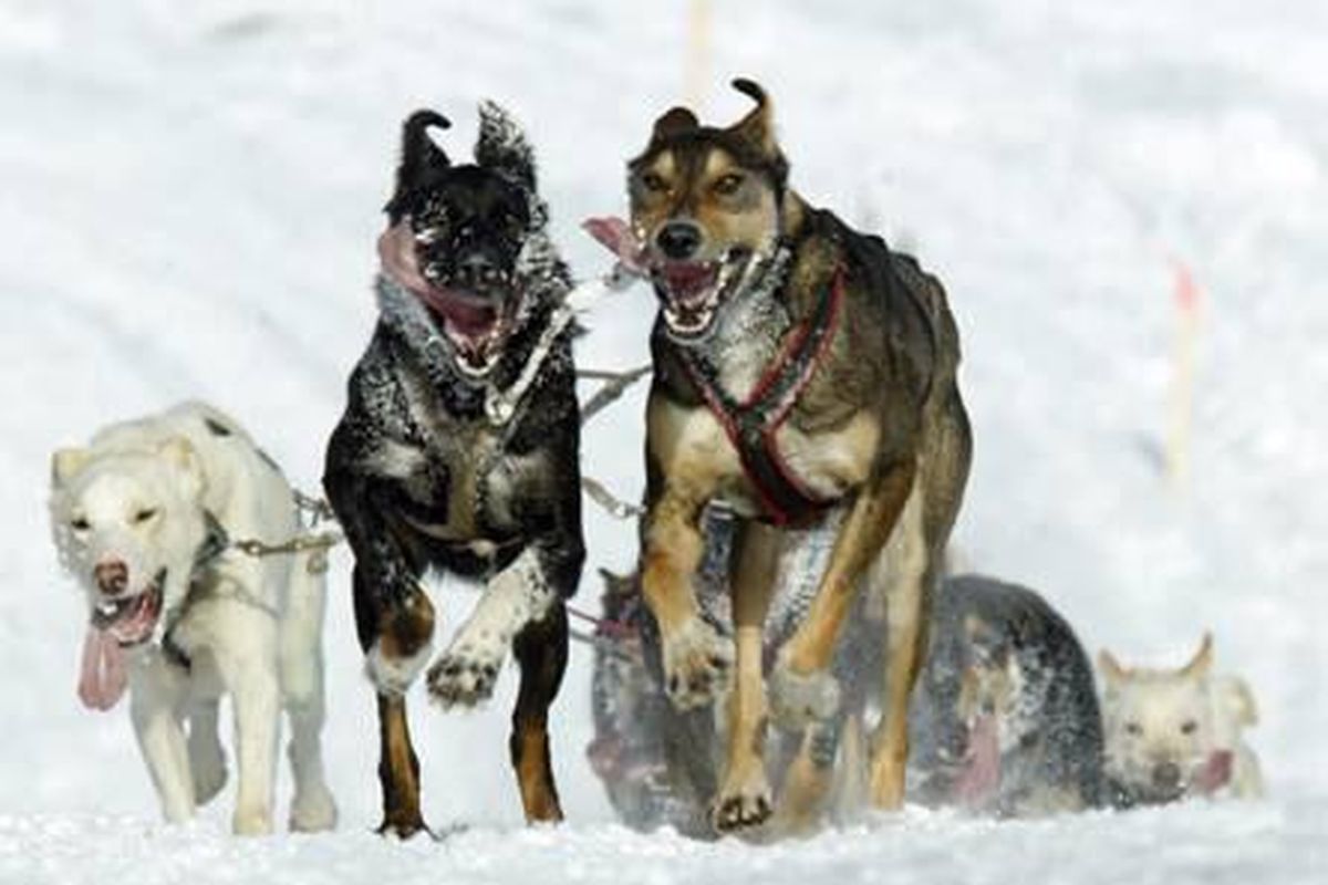Sprint-type Alaskan huskies charge ahead in the Open North American Championship sled dog race. (Fairbanks News-Miner photo / Fairbanks News-Miner photo)