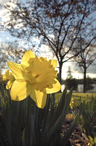 
Daffodils brighten up the landscape in spring.
 (File/Associated Press / The Spokesman-Review)