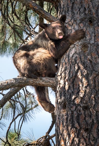 A yearling black bear was discovered in a tree on the morning of July 2. U.S. Fish and Wildlife responded and placed a baited-cage trap in the backyard of a home on East 31st Avenue.  (Colin Mulvany/The Spokesman-Review)