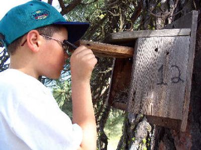 
Rafael Izquierdo-Spencer monitors bluebird nesting progress at Turnbull National Wildlife Refuge last spring during one of the bi-weekly field trips with other Discovery School second-graders. 
 (Photo by Lorna Kropp / The Spokesman-Review)