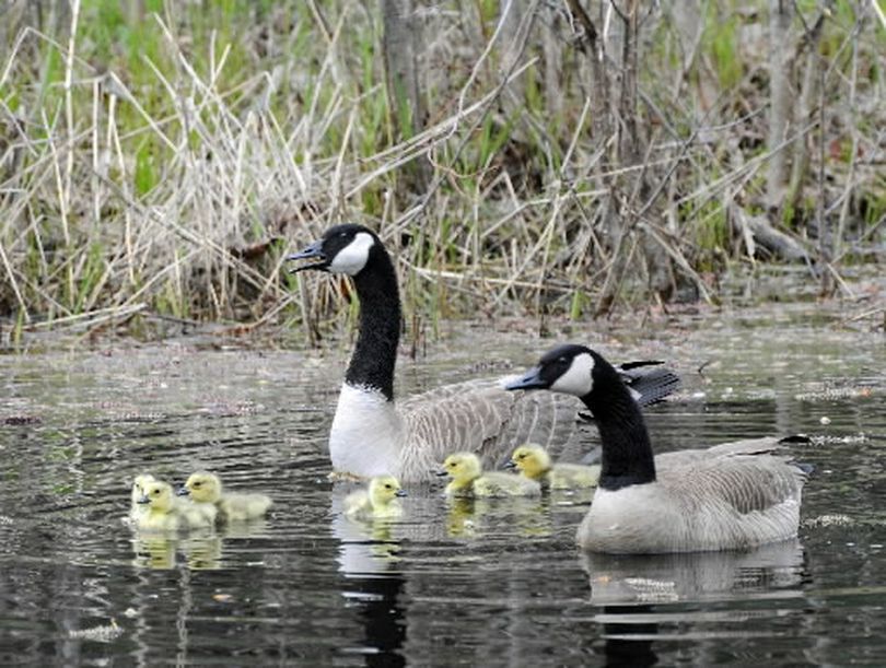 Picture perfect submission from Mike Saeger, taken in 2008 on a pond between Valleyford and Mica.  (Photo courtesy of Mike Saeger)