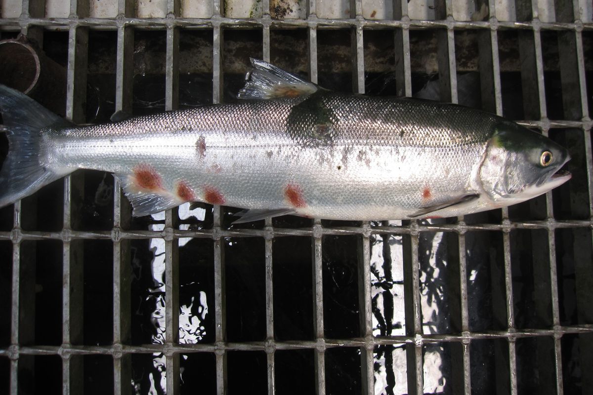 A fresh sockeye collected at Bonneville Dam in mid-July, 2015, shows body lesions. 
