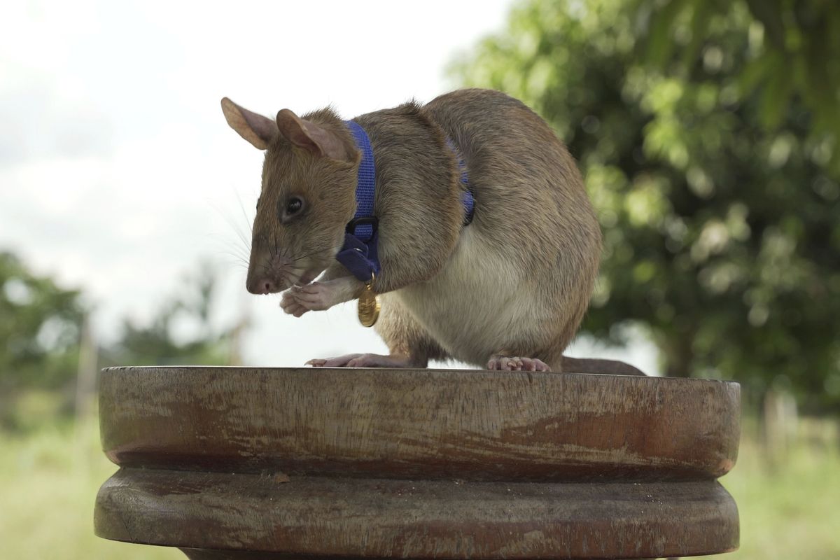 In this undated photo issued by the PDSA, People