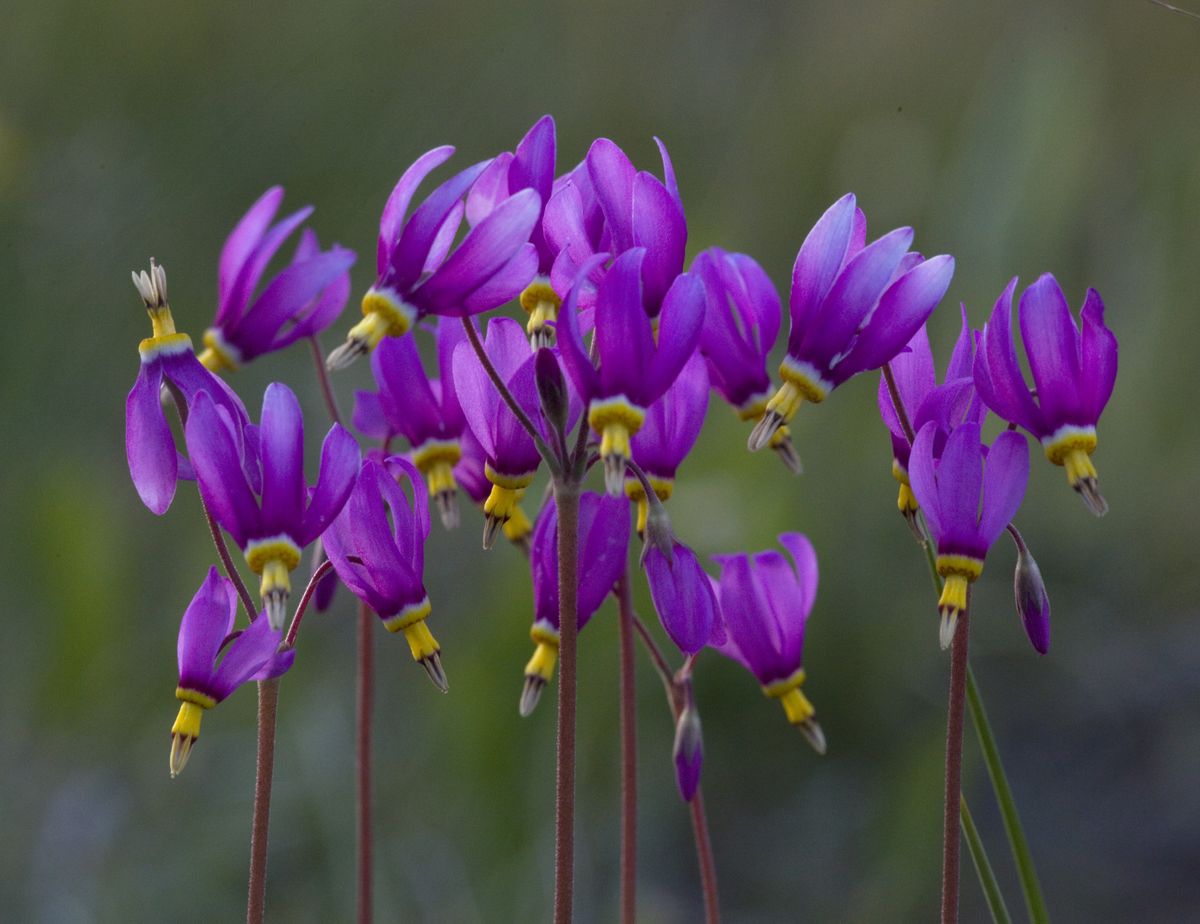 This time of year, spring wildflowers like these shooting stars are adding a joyous spot of color to the landscape. The City Nature Challenge will introduce you to the many wildflowers that are popping up as the weather warms.  (Photo courtesy of Dishman Hills Conservancy)