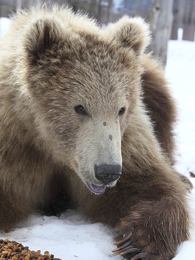 This March 29 photo provided by the Alaska Wildlife Conservation Center shows a female Kodiak brown bear named Shaguyik in Portage, Alaska. (Associated Press)
