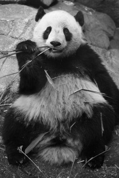 
Tai Shan, the National Zoo's popular giant panda cub, munches on bamboo in Washington, D.C., on Tuesday. 
 (Associated Press / The Spokesman-Review)