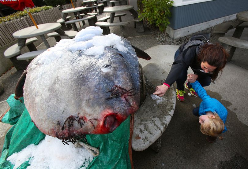 This 325- to 350-pound sunfish was caught on Oct. 29, 2013, in Elliott Bay within view of the Seattle skyine by tribal gill-net fisherman targeting salmon. Getting a close look are Jennifer Klingenstein and her 4-year-old son, Quinn. The fish had been placed on a picnic table outside Sunfish Fish & Chips on Alki (Mark Harrison / The Seattle Times)