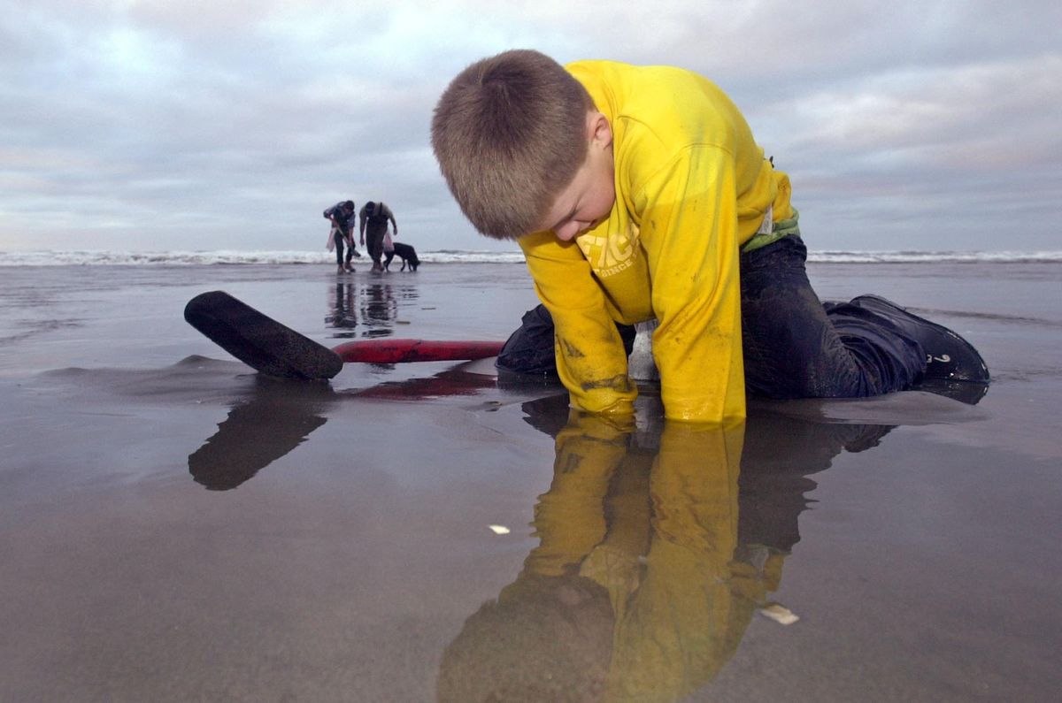 Razor clam digging to open at three Washington beaches The Spokesman