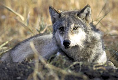 The gray wolf has been removed from endangered species lists in Montana and Idaho, but not Wyoming.  (File Associated Press / The Spokesman-Review)