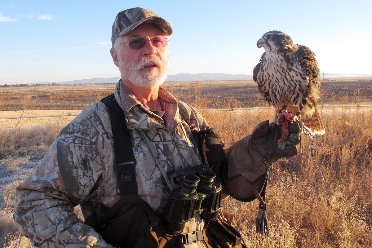 Gary Moon poses with his young prairie falcon, Laser, near Kuna in the Southern Idaho desert in October. Idaho has about 160 licensed falconers. (Associated Press)