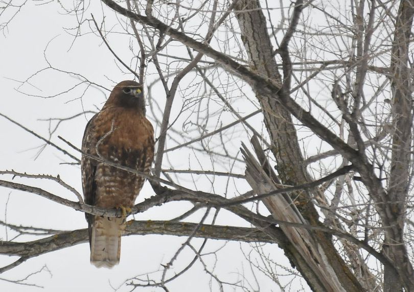 Feeding on field mice: A red-tailed hawk sits in a tree along Trent Avenue near Evergreen Road and scans for its next meal.
  


 
 
 (Jesse Tinsley)