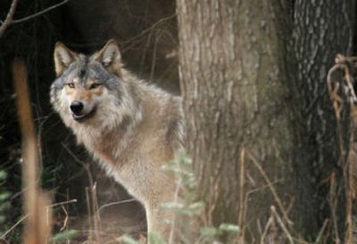 The gray wolf, mostly missing in the United States a couple decades ago, has become a sight to behold for Western travelers.
 (FileAssociated Press / The Spokesman-Review)
