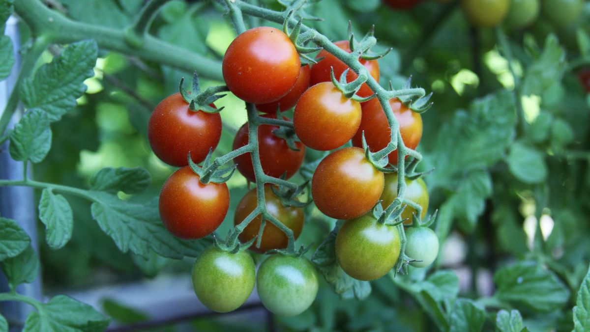 In the Garden: Even a small spot can yield big and tasty results | The ...