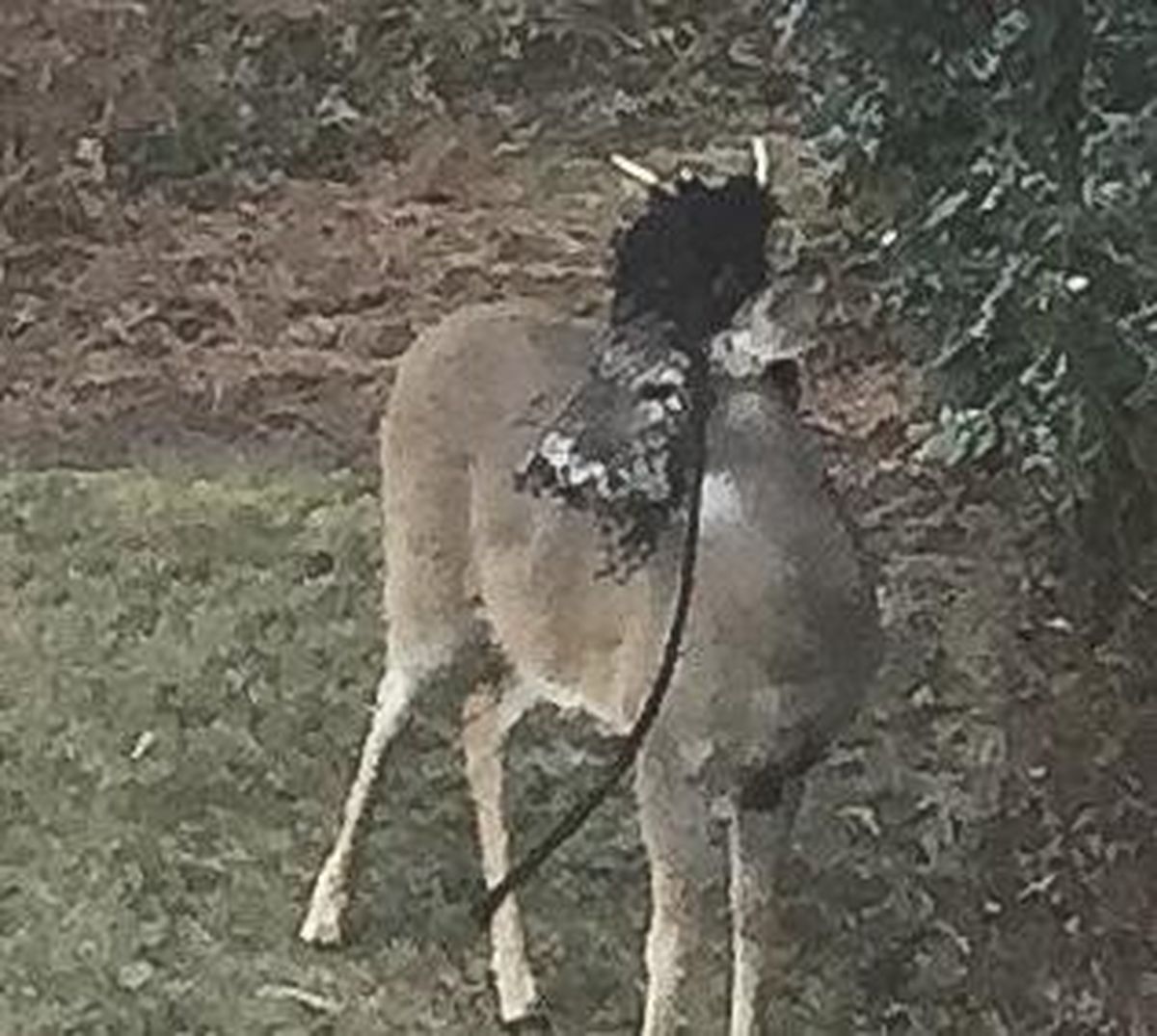 A deer in a South Hill neighborhood has netting caught in its antlers, emphasizing the importance of not feeding or otherwise attracting wild animals. (Kaari Davies / Courtesy)