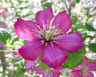 This Ville de Lyon is a small taste of what will be available at today’s Quest for Clematis sale.