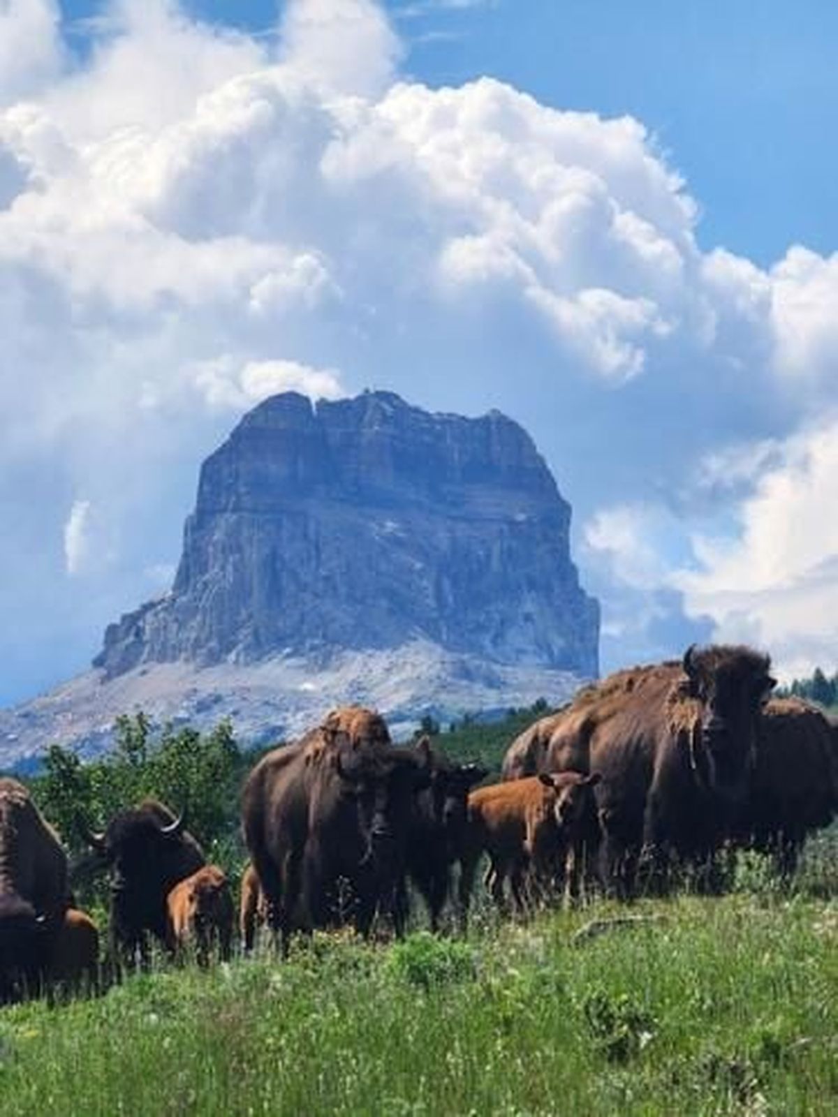 The Blackfeet Tribe released 20 buffalo near Chief Mountain on Monday.  (Courtesy of Lauren Monroe)