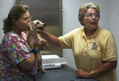 
 Registered veterinary technician Donna Austin, left, gives Joey a kiss while Joey's master, Linda Carver, listens to instructions from Dr. Chris Schneider at the Millwood Animal Clinic Tuesday. Joey was attacked Friday by a coyote just off Upriver Drive. 
 (Liz Kishimoto / The Spokesman-Review)