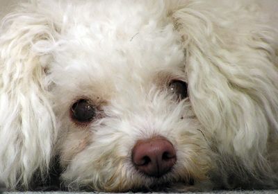All dogs can cause an allergic reaction but some breeds, such as the poodle, are considered hypoallergenic because they produce low amounts of dander.  (Associated Press / The Spokesman-Review)