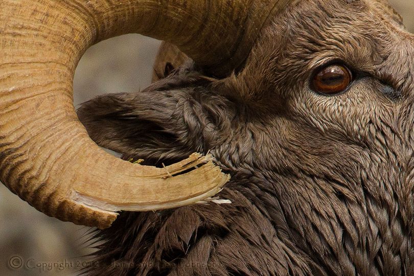 Montana bighorn ram sports horns broken in battle for breeding superiority during the December mating season. ©Jaime Johnson (Jaime Johnson)