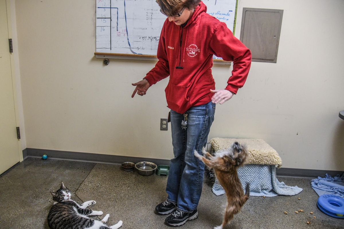 Karlea Choquette, Shelter Tech at SCRAPS, visits with Double the dog and Trouble the cat, Friday, March 20, 2020. The animals came into the shelter as a pair. A possible future lockdown or quarantine requirement would create a need for fostering of the animals. (Dan Pelle / The Spokesman-Review)