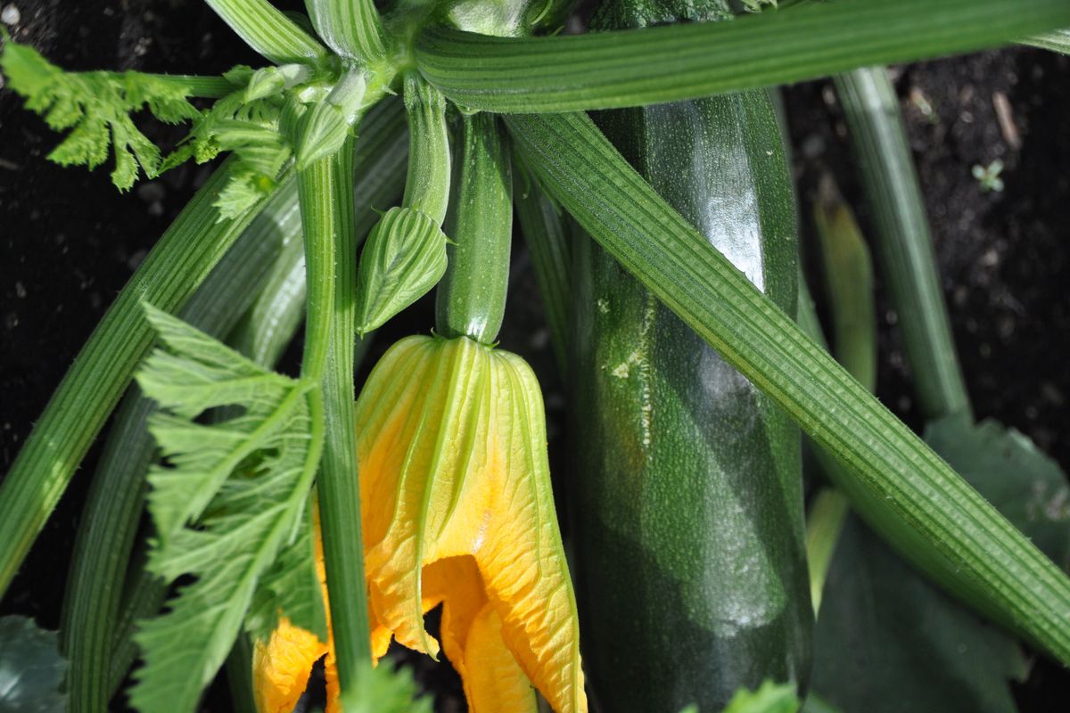Zucchini are best harvested when they are about 6 inches long and have shiny skins. This plant shows three stages of young zucchini. The flowers are also edible.  (Pat Munts/For The Spokesman-Review)