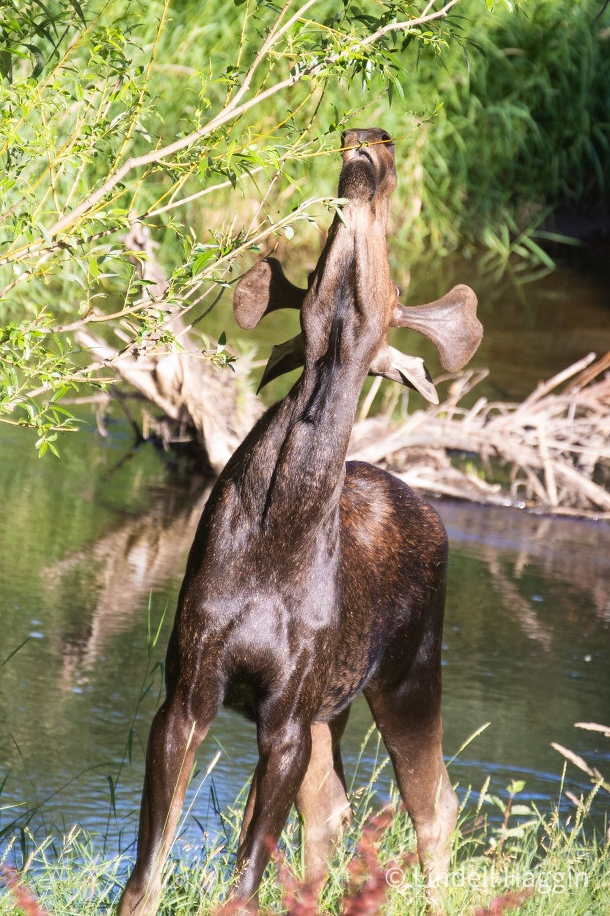 Lindell Haggin spied this young moose on Monday. “We live along the Little Spokane River. A young moose, probably from last spring, came to visit us today. His rack is rather minimal at this point, but he looks strong and healthy. I was more than socially distant when I took these photos.”  (Lindell Haggin/courtesy)