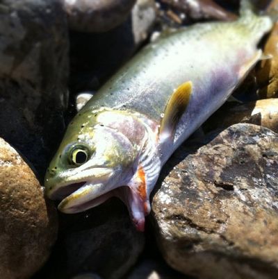 A North Fork Coeur d’Alene cutthroat appears to have two mouths.