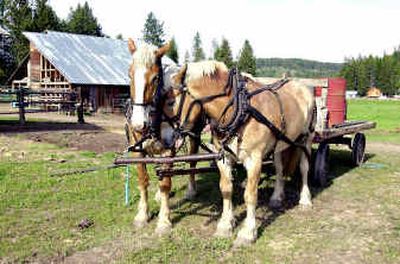 
Belgian draft horses stand at the Springdale-area farm of Vernon Yoder. The horse on the left is called Copper, but Yoder couldn't remember the other horse's name. They are called 