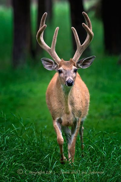 Whitetail buck photographed in late July 2011 near Lincoln, Mont. (Jaime Johnson / jaimejohnson.zenfolio.com)