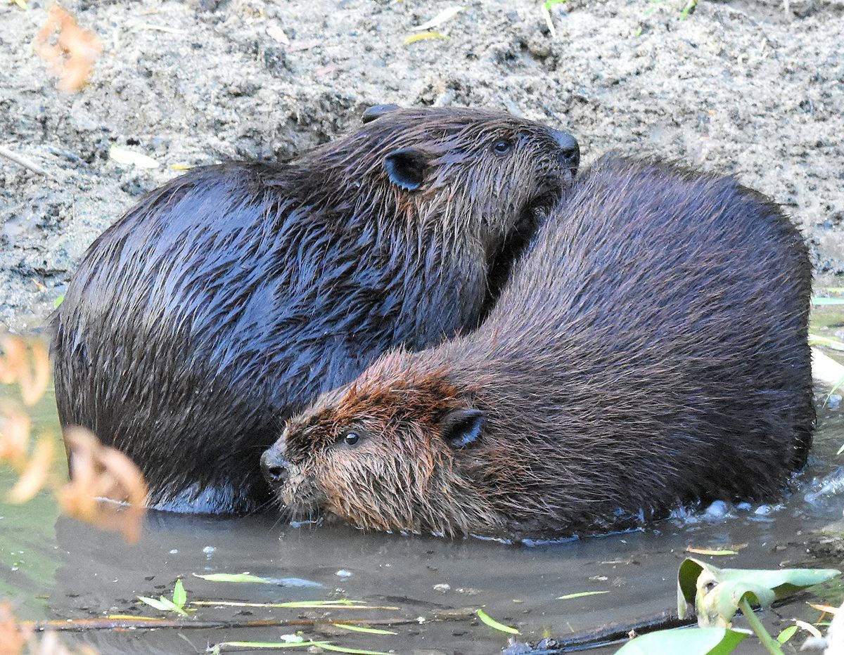 Beavers at Sparrow Pond in Arlington, Virginia, in August groom each other to remove sticks and parasites and improve the insulating quality of their coats. The beavers may leave the area when food sources and water level decrease.  (Ann Cameron Siegal/For the Washington Post)
