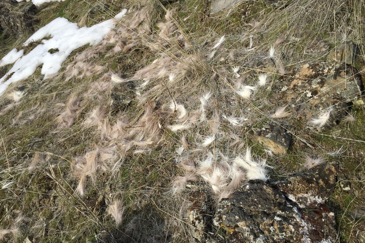 This is a scattering of hair that showed evidence of a predator taking down a young mule deer buck near Hunters, Wash. (Thomas Clouse / SR)