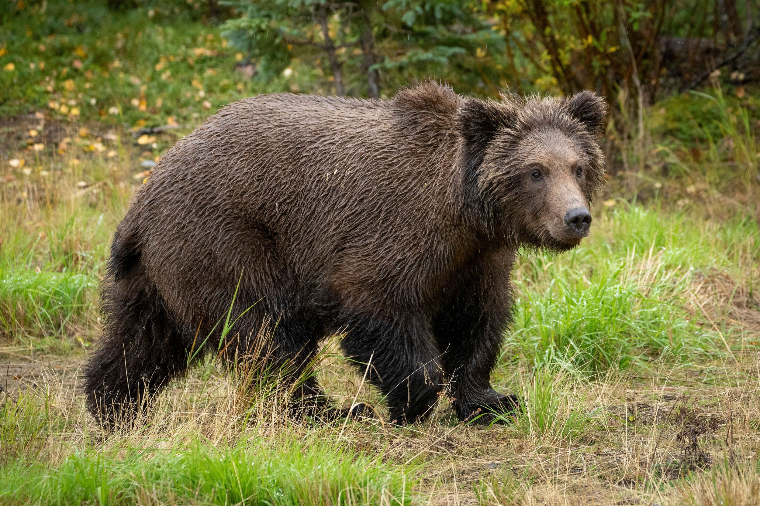 High protein diets could harm polar bears, shorten lifespans, WSU Insider