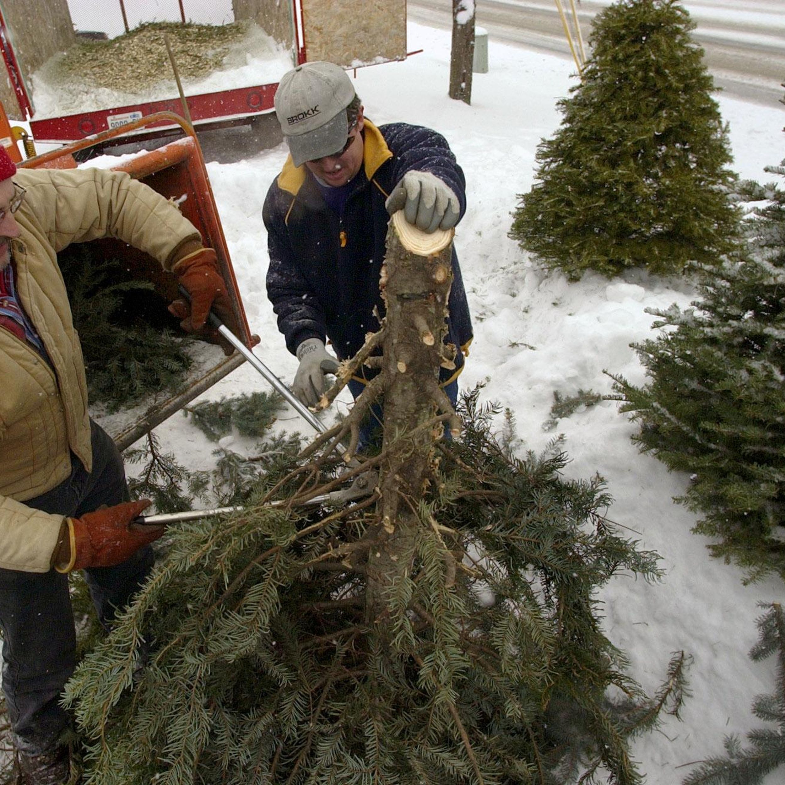 City Of Spokane Christmas Tree Pickup 2022 How To Get Rid Of Your Christmas Tree In Spokane, Kootenai Counties | The  Spokesman-Review