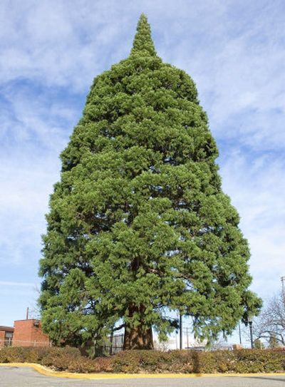 
This giant sequoia tree sits next to St. Luke's Hospital in  Boise. The tree, which is nearly 100 years old, is 89 feet tall and 18 feet around at its base. 
 (Associated Press / The Spokesman-Review)