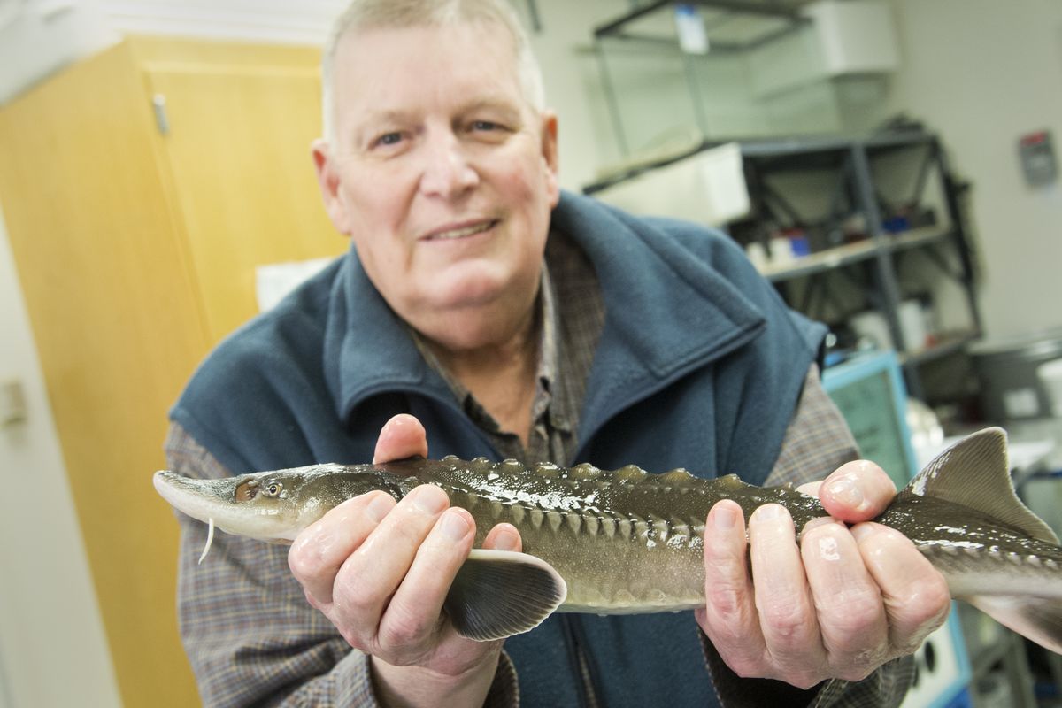 Professor Allan Scholz of Eastern Washington University is an expert in Northwest fish and has written exhaustive tomes on the topic of white sturgeon (pictured). (Jesse Tinsley)