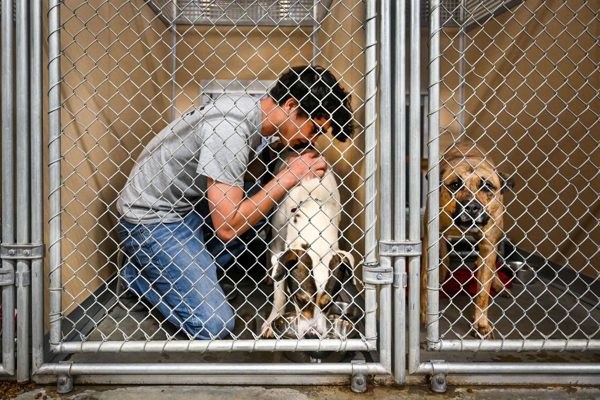 Kevin Edwards, of SpokAnimal, took extra time to say goodbye to Timber, a Lab mix, after running the dog in the play yard, Monday in Spokane. Edwards was hoping Timber would be adopted before he saw him again. SpokAnimal is dealing with a overflowing population of large-breed dogs  (Dan Pelle/The Spokesman-Review)