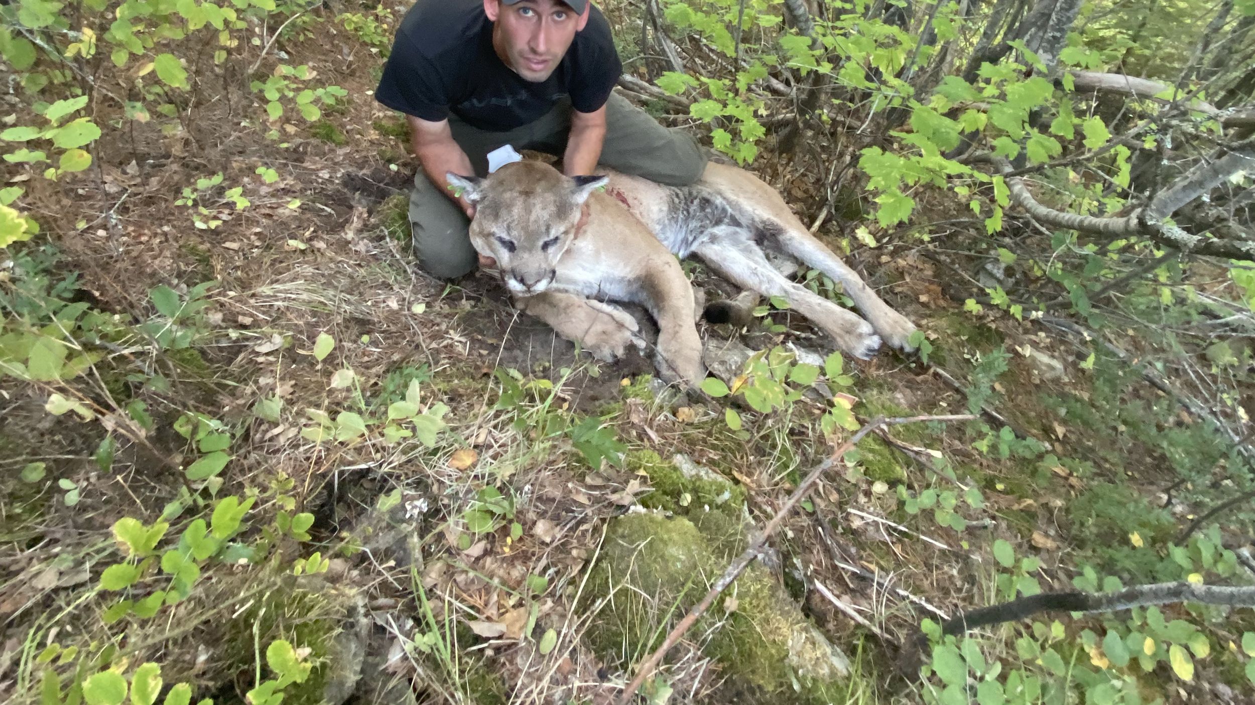 Massive male cougar captured, tagged in 2018 by biologists legally killed  by hunter in northeast Washington | The Spokesman-Review