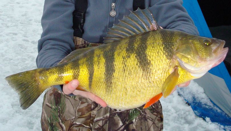 One of several Idaho state record fish caught from 2014-2016 out of Lake Cascade. (Courtesy)