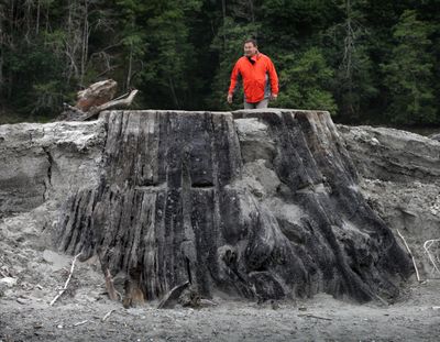 Robert Elofson, river restoration director for the Lower Elwha Klallam Tribe, takes stock of a giant cedar revealed where Lake Aldwell, the former reservoir behind Elwha Dam, used to be in Port Angeles, Wash. The dam was removed last March, exposing more than 1,000 acres of land, including an ancient forest felled before the reservoir filled. Note the scars from loggers' springboards in the trunk. (Steve Ringman / The Seattle Times)