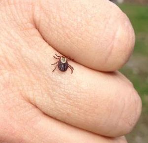 A picnicker at Manito Park plucked this tick off her body on April 14, 2012. (Courtesy photo)