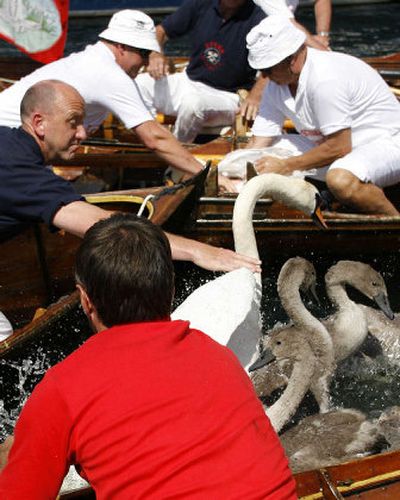 
Swan uppers capture swans and cygnets Monday on a stretch of the River Thames in west London during the annual census of the swan population.  
 (Associated Press / The Spokesman-Review)