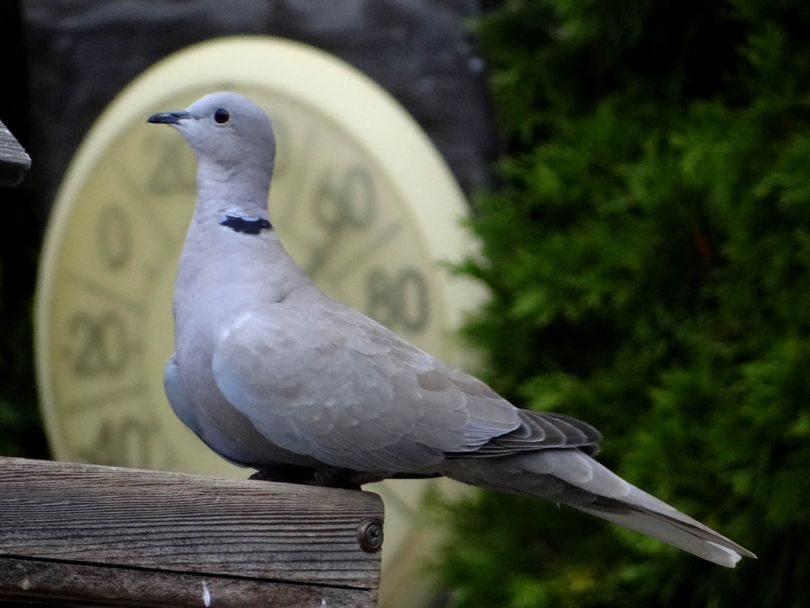 Eurasian collared-dove. (Terry Gray)