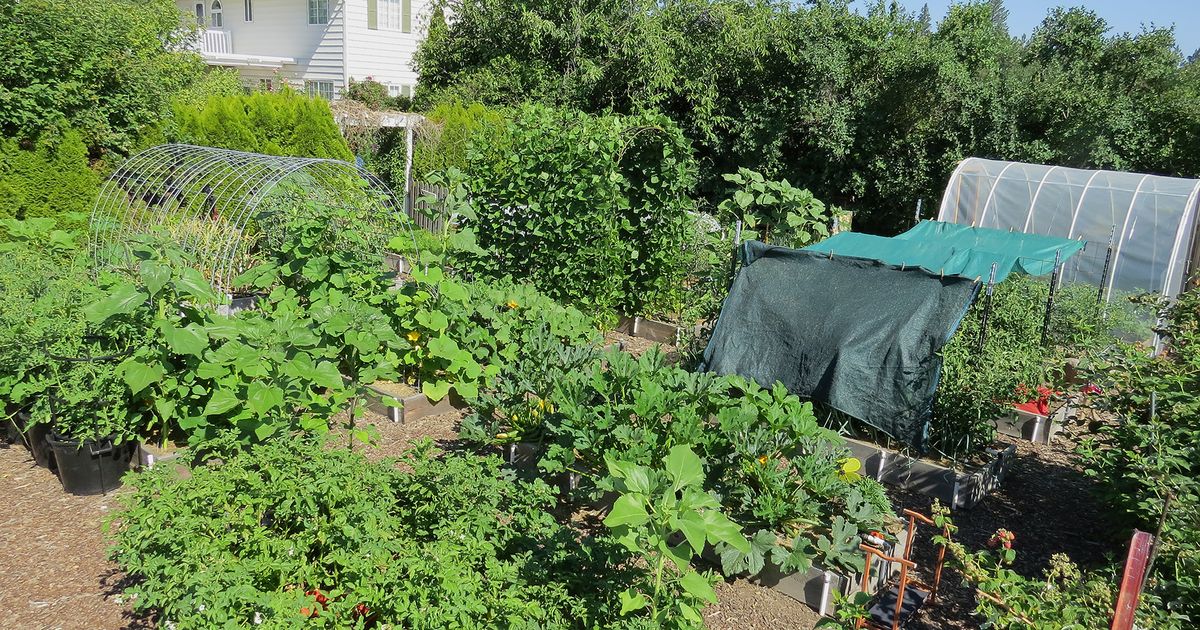 In the Garden: Gardeners adapt to the heat wave in Spokane and ...