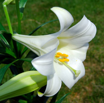 Easter lily (Wikipedia photo)