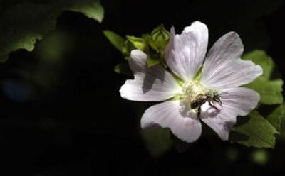 
Cool weather and disease meant bees weren't as active early this year which resulted in fewer fruit trees getting pollinated.
 (File/ / The Spokesman-Review)