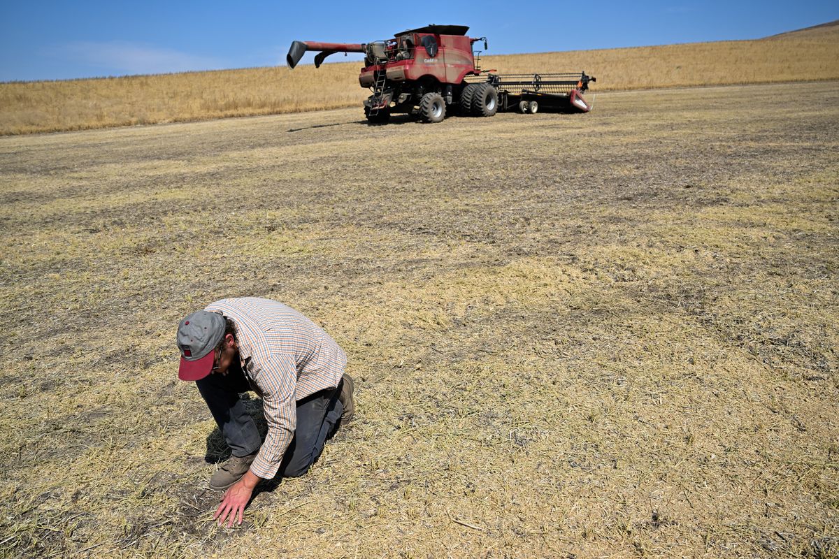 ABOVE: Ian Clark checks out the soil on his ground before he harvests garbanzo beans on Aug. 23 near Parvin, Wash.  (Tyler Tjomsland/The Spokesman-Review)