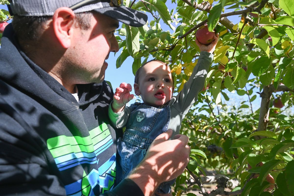 Nicholas Mielke holds his son, Thomas, who is 15 months old, up to pick an apple at Walters Fruit Ranch in Greenbluff Monday, Sept. 30, 2024. Mielke said he and his family chose to go on a weekday to avoid weekend crowds at popular farms in the area near Spokane, Washington.  (Jesse Tinsley/The Spokesman-Review)