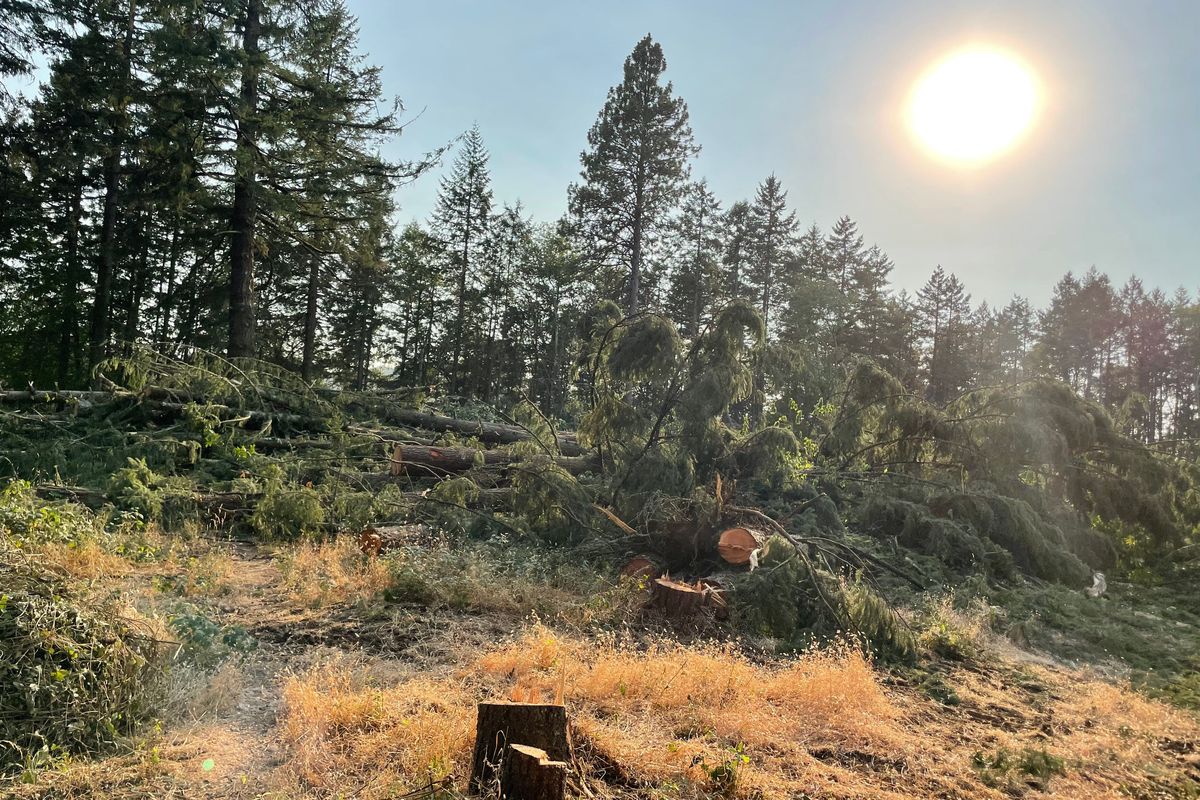 The bare hillside where trees were cut down to make room for new water reservoirs in south Eugene.  (Louis Krauss/The Register-Guard)