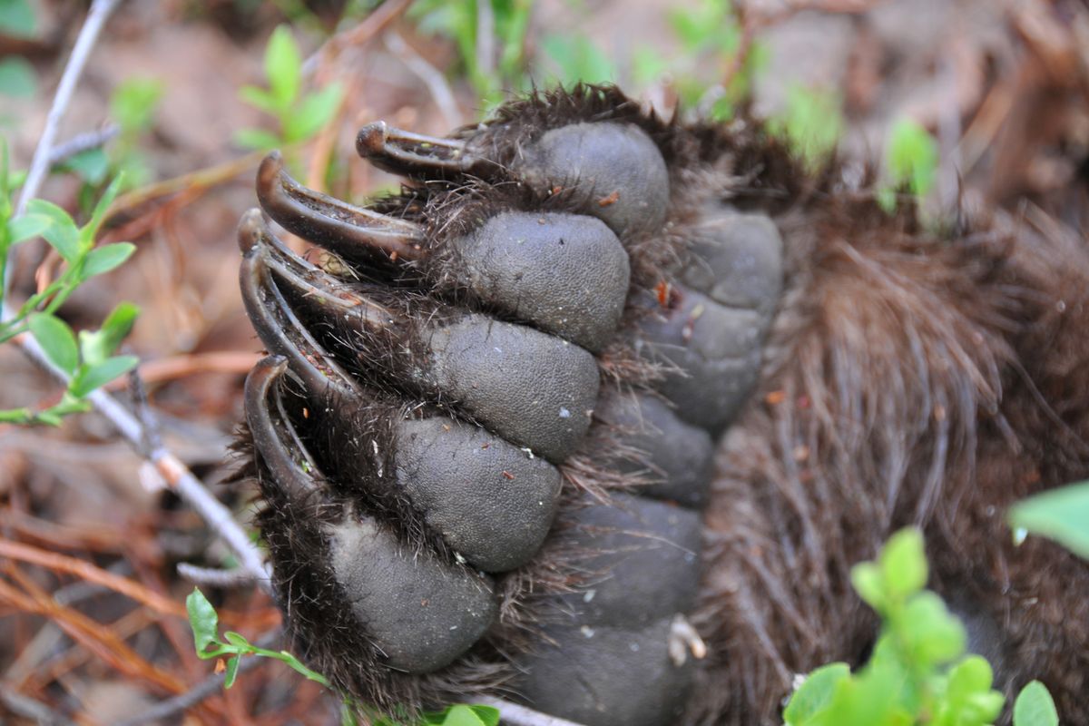 A paw of a sedated 60-kilogram brown bear. MUST CREDIT: Ole Frøbert.  (Ole Frøbert/Handout)