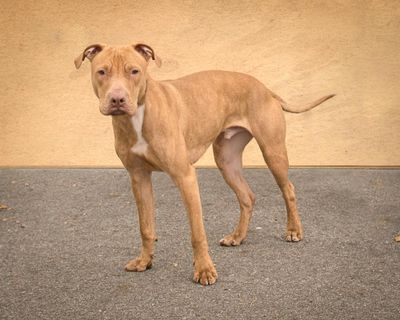 This pit bull terrier is available for adoption at Spokane County Regional Protection Service. (Photo by Karen Fosberg/For The Spokesman-Review)